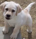 labrador retriever breeder